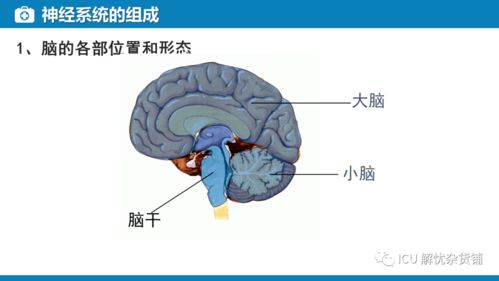 神經(jīng)系統(tǒng)的監(jiān)測與管理在肝癌診療中的新視野——兼論血漿microRNA標志物檢測報告系統(tǒng)的整合應用