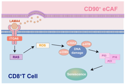 肝癌免疫微環(huán)境新機(jī)制 LAMA4+ CD90+ eCAFs誘導(dǎo)T細(xì)胞衰老與血漿miRNA標(biāo)志物檢測(cè)新系統(tǒng)